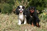 CAVALIER KING CHARLES 673